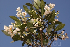 Calophyllum austroindicum
